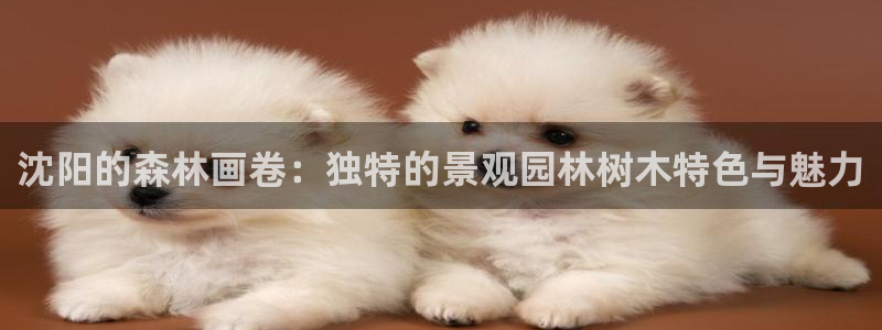 新宝gg龙虎