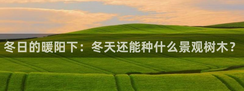 正版新宝gg