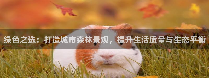 新宝gg招商致胜团队