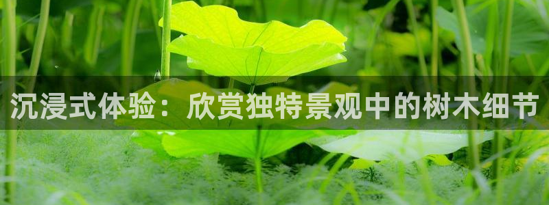 新宝gg cqdellar