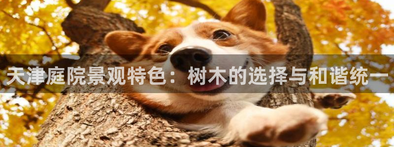 新宝gg创建奇迹