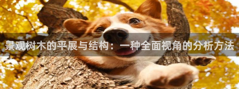 新宝gg直