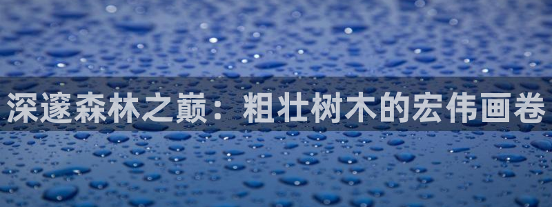 新宝gg代