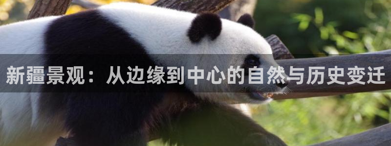 新宝gg龙虎