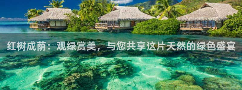 新宝 gg：红树成荫：观绿赏美，与您共享这片天然的绿色盛宴