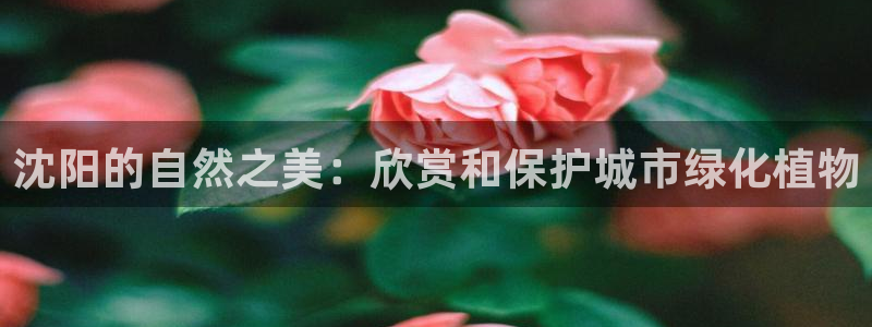 新宝gg app