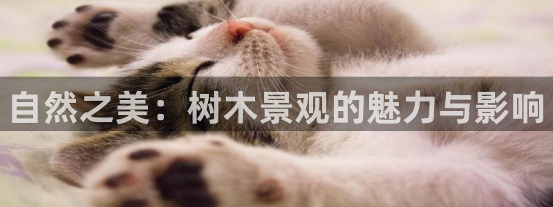 新宝gg公司