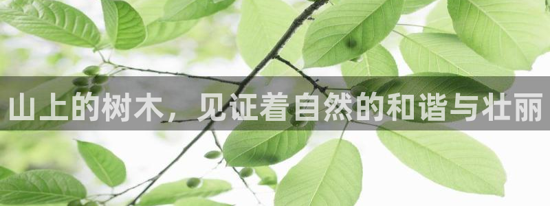 新宝gg娱乐盟主