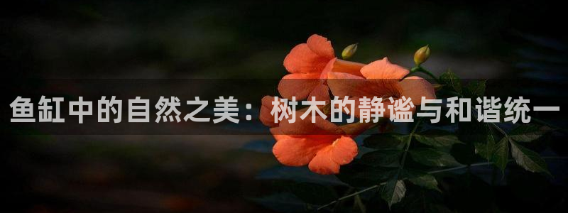 新宝GG之家：鱼缸中的自然之美：树木的静谧与和谐统一