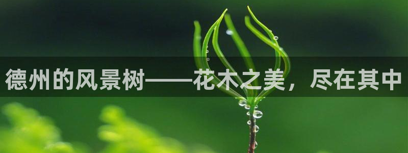 新宝gg娱乐注册全芏网：德州的风景树——花木之美，尽在其中