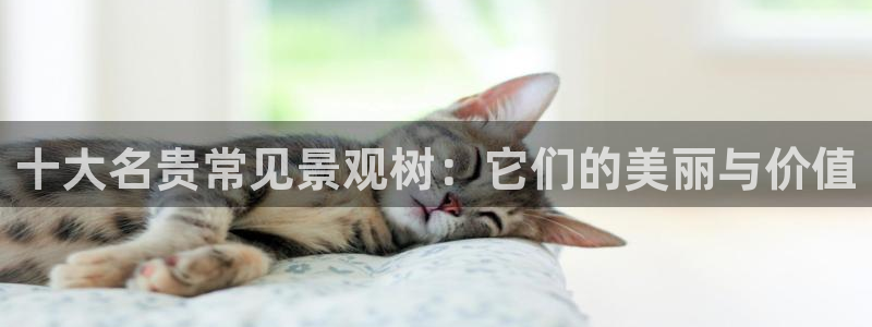 新宝gg龙虎规则