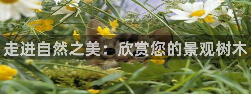 新宝gg招商致胜团队