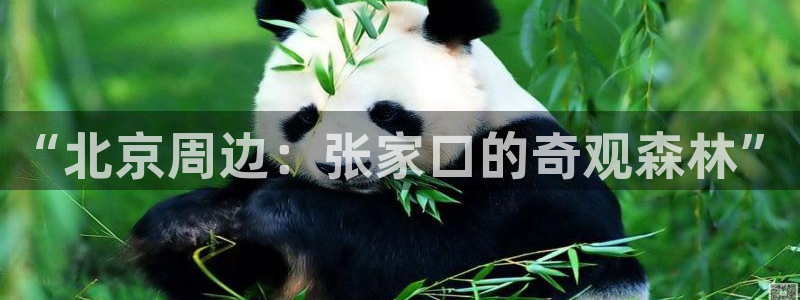 新宝GG以355051：“北京周边：张家口的奇观森林”