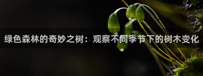 新宝gg作弊