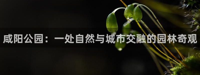 新宝GG勒55312